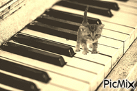 gatto - GIF animado gratis