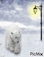 ours blanc sous la neige - GIF animé gratuit