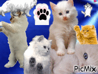 Foire au chat - Free animated GIF