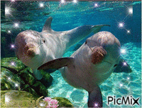 Dolphins - Nemokamas animacinis gif