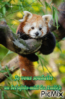 Panda rouge - GIF animasi gratis