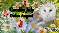 OWLOO AUGUST - Free animated GIF