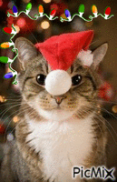 Christmas Cat - GIF animado grátis