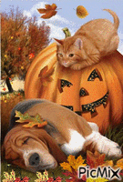 Pumpkin Cat Animated GIF