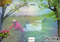 tea garden at Lahijan - 無料のアニメーション GIF