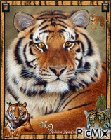 tigers galore geanimeerde GIF