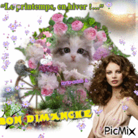 Un chat et des fleurs § Bon Dimanche. - Ücretsiz animasyonlu GIF