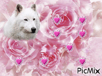white wolf - Gratis geanimeerde GIF