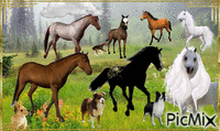 Horses In Pasture - GIF animé gratuit