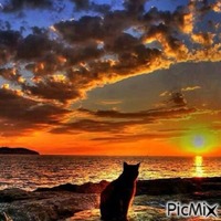Chat et coucher de soleil - GIF animé gratuit