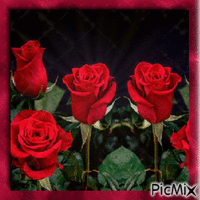 Rosen, roses - Bezmaksas animēts GIF
