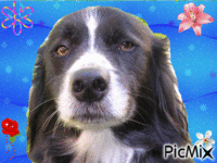 chien noir et blanc avec fleurs - 免费动画 GIF