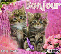 Bonjour chat - Darmowy animowany GIF