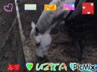 Uzita - Free animated GIF