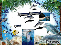 dauphins - GIF animé gratuit