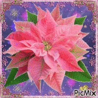 Flor de Natal - Gratis animeret GIF
