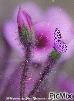 fleur et papillon - Бесплатный анимированный гифка