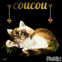 chat coucou