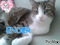 ENDER - Безплатен анимиран GIF