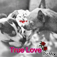 True Love - GIF animé gratuit