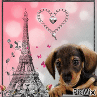 Le chien de Paris