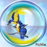 Oiseaux bleus dans une bulle - Zdarma animovaný GIF