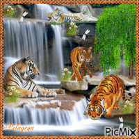 tigres sur la cascade 🐅 🐅 🐅 🌊 - GIF animé gratuit