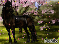 horse - Zdarma animovaný GIF