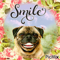 Smile-dogs-flowers - Free animated GIF