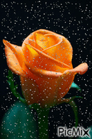 růže - Ilmainen animoitu GIF