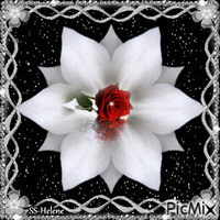 White rose. - Animovaný GIF zadarmo