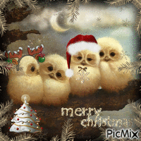🎄 Hiboux de Noel 🎄 - GIF animé gratuit