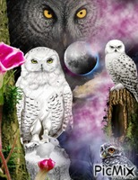 Fantasy owl GIF animasi