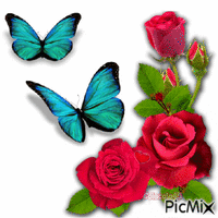 motýl animasyonlu GIF