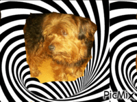 mon chien ulysse - Zdarma animovaný GIF
