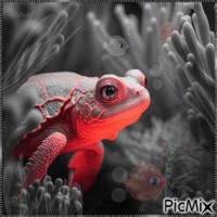 under the sea turtle - Free animated GIF