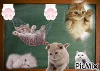 Pisici jucause - Nemokamas animacinis gif