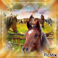 Horses - GIF animasi gratis