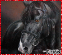 le cheval - Δωρεάν κινούμενο GIF
