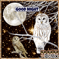 Night Owls - GIF animé gratuit