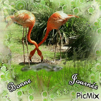 flamands roses - Free animated GIF
