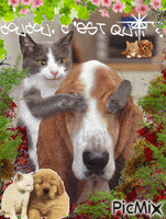 Chiens et chats - Bezmaksas animēts GIF