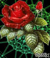 trandafir - 免费动画 GIF