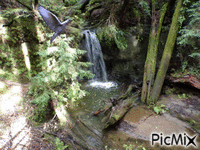 Big Basin Waterfall - GIF animado grátis