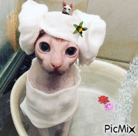 cat bath - GIF animé gratuit