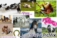 Le CHEVAL c trop GENIAL - Безплатен анимиран GIF