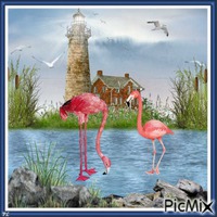 Flamands roses - Contest - 免费PNG