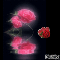 reflet roses