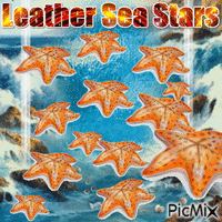 leather sea stars Animated GIF