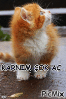 karnım çok aç - Бесплатный анимированный гифка